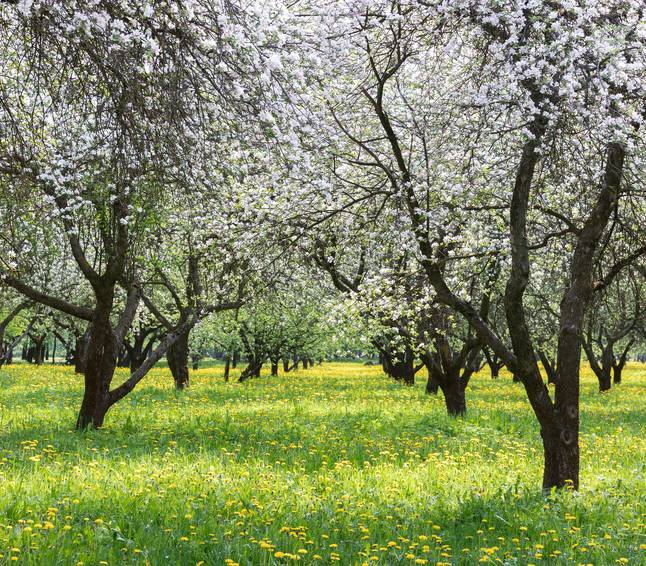 Formations (Intro) - Taiga Creations