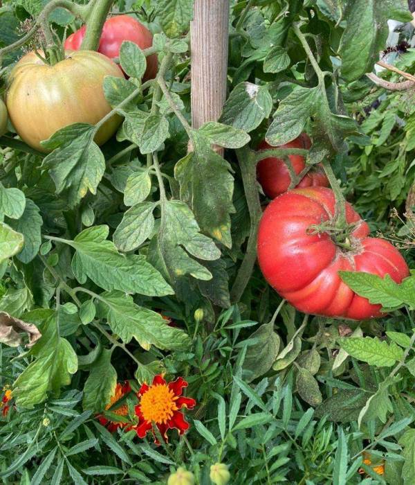Matinée carrés potagers 