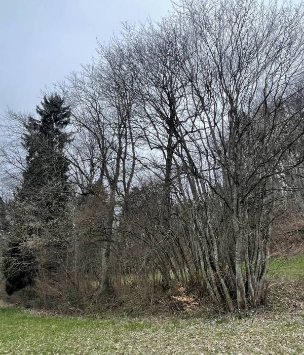 Association La Valleyre - Inventaire du patrimoine arboré 
