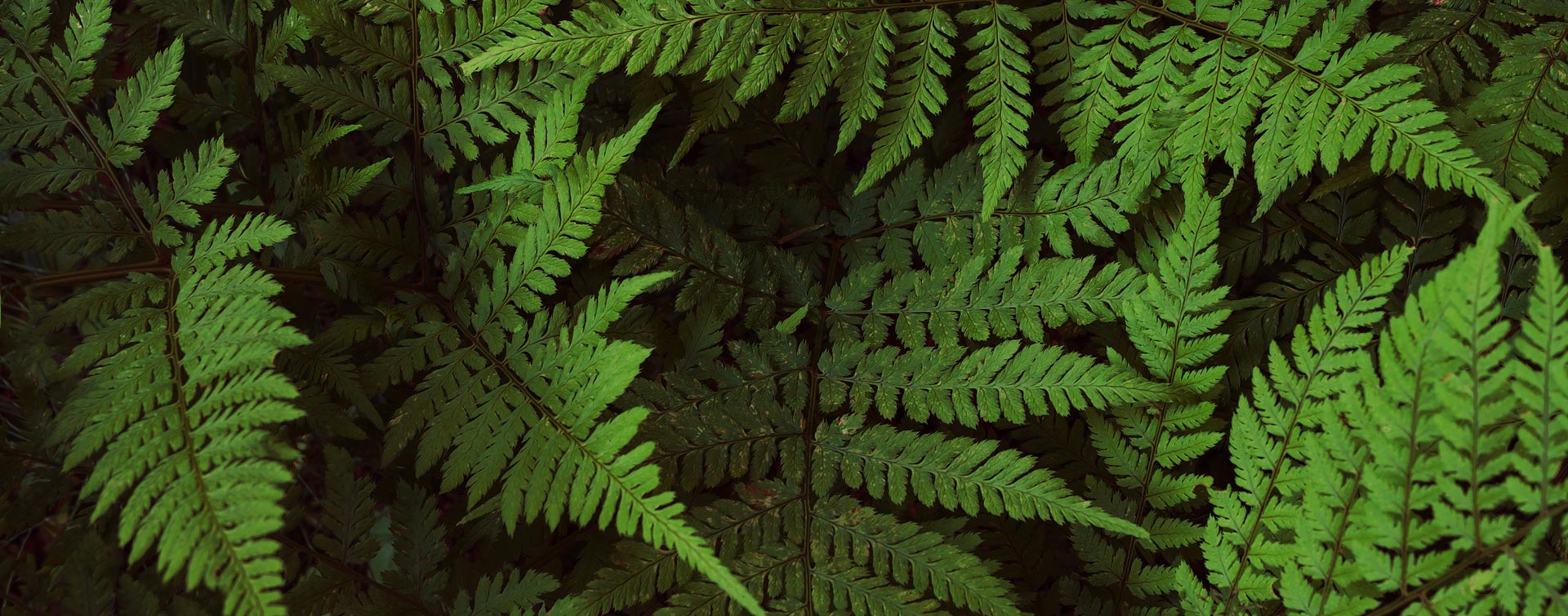 Taiga